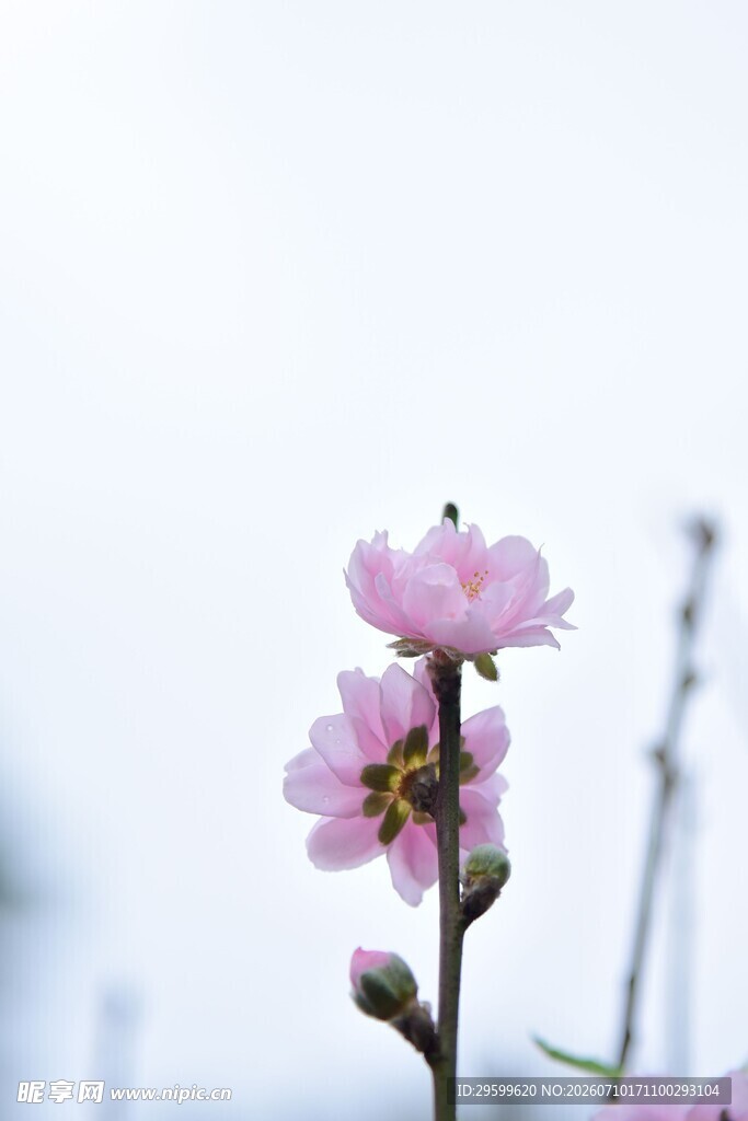 枝头绽放的粉嫩桃花