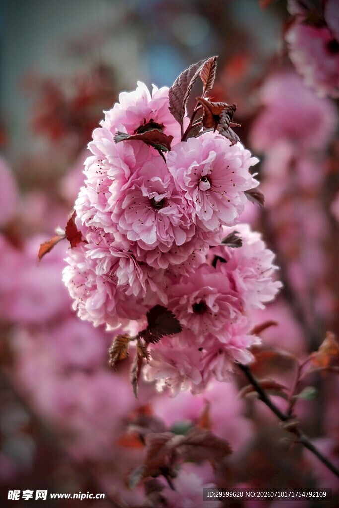 粉嫩樱花绽放枝头