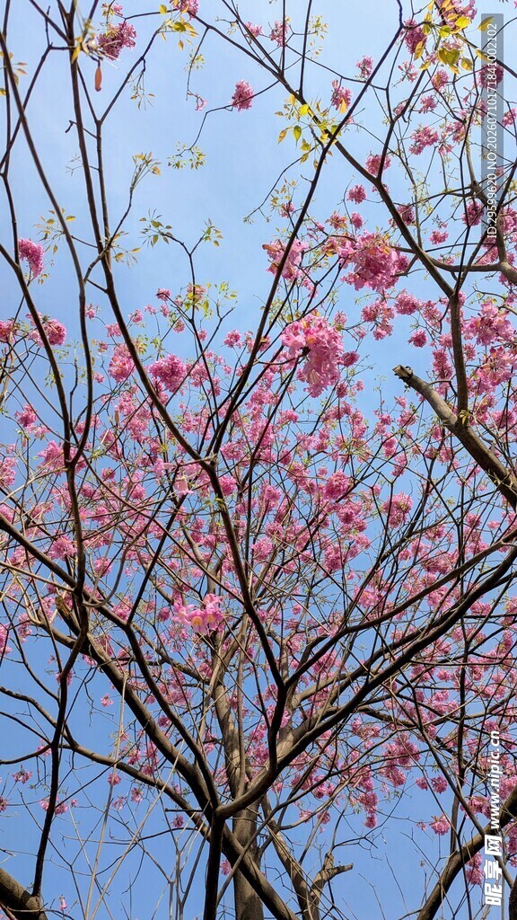 枝头樱花