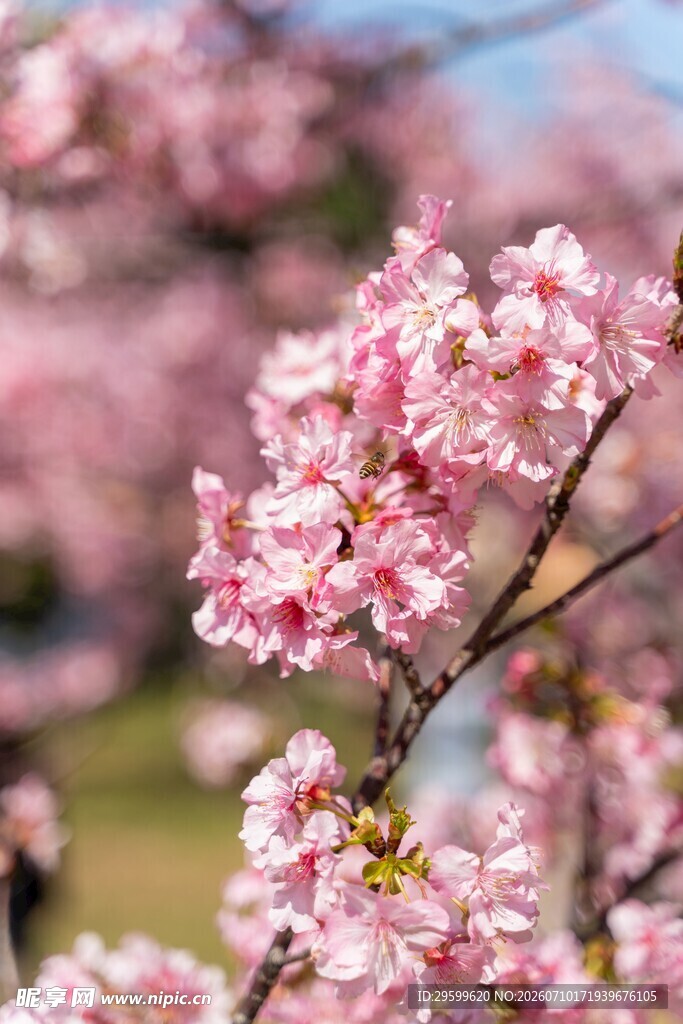 烂漫粉色樱花枝头绽放