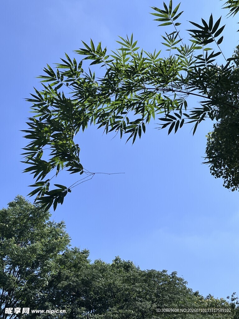 蓝天绿树间的枝叶美景