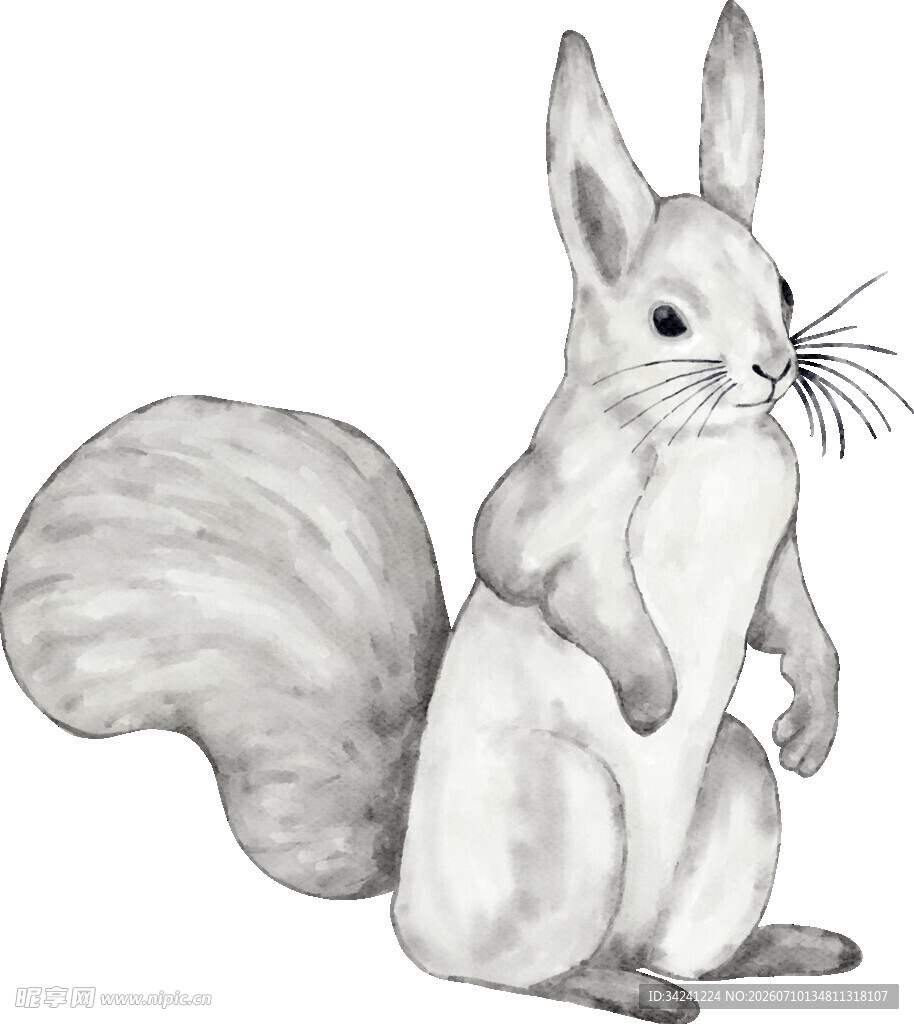 站立的松鼠黑白插画