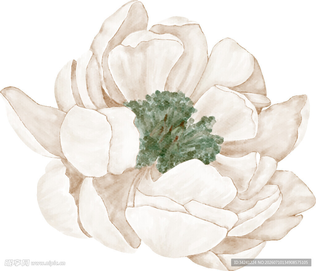 手绘白色花卉插画