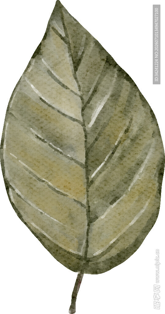 手绘叶片插画