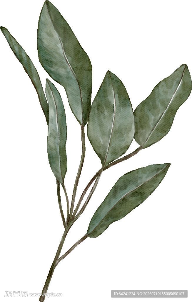 手绘绿叶植物枝条