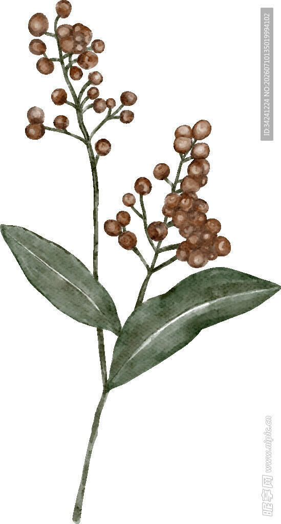 复古风植物插画