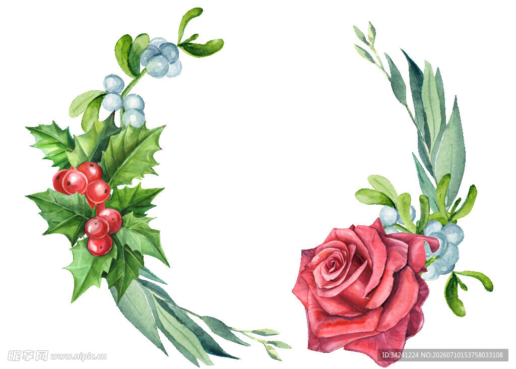 玫瑰冬青花环插画