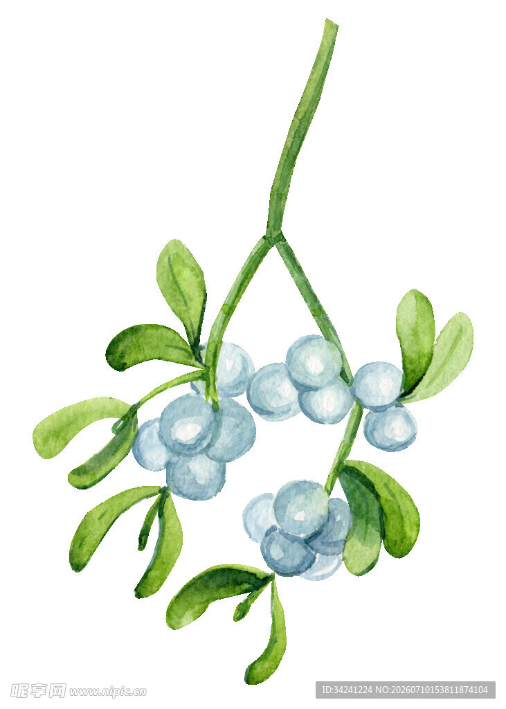 水彩绘蓝果绿叶植物枝