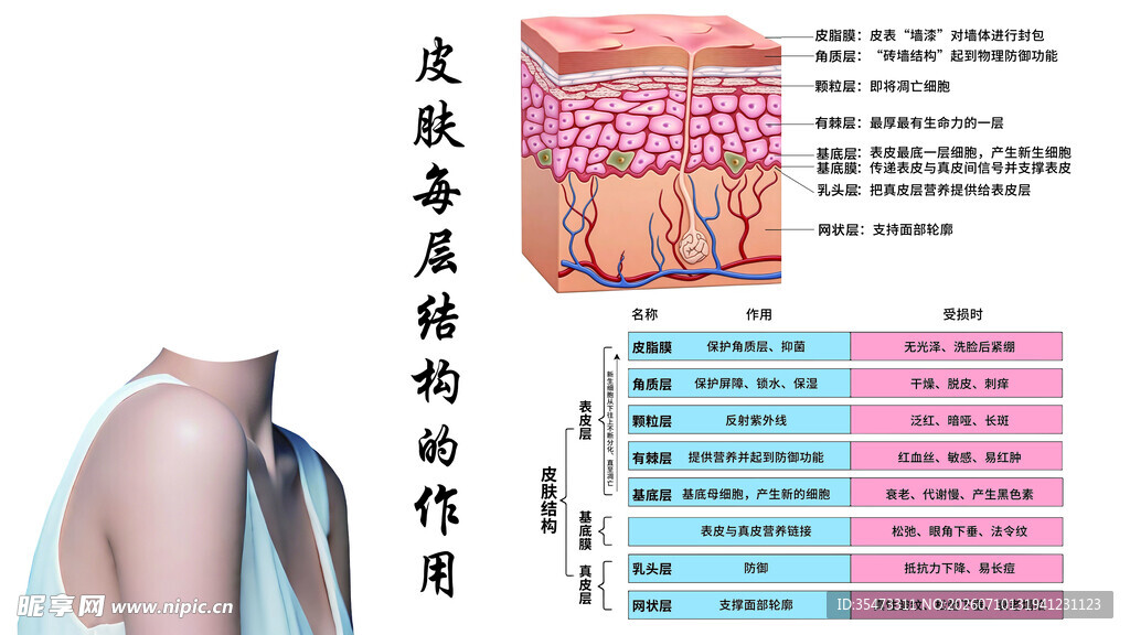 皮肤结构