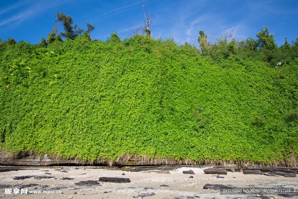 海岸边茂盛的绿色植被