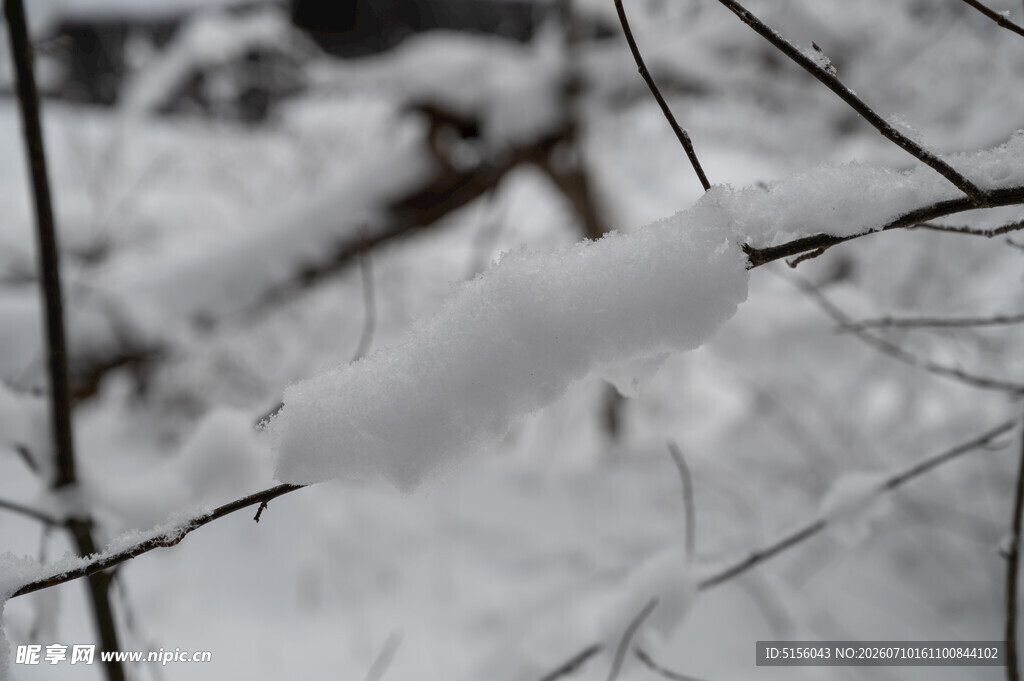 枝头覆雪的冬日景象