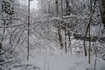 雪覆森林冬日美景