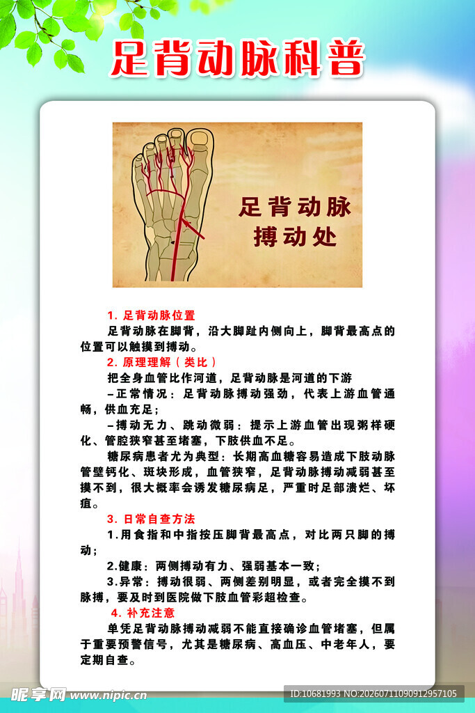 足背动脉科普 