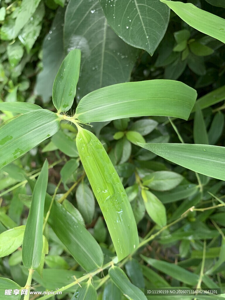 竹叶上的雨迹