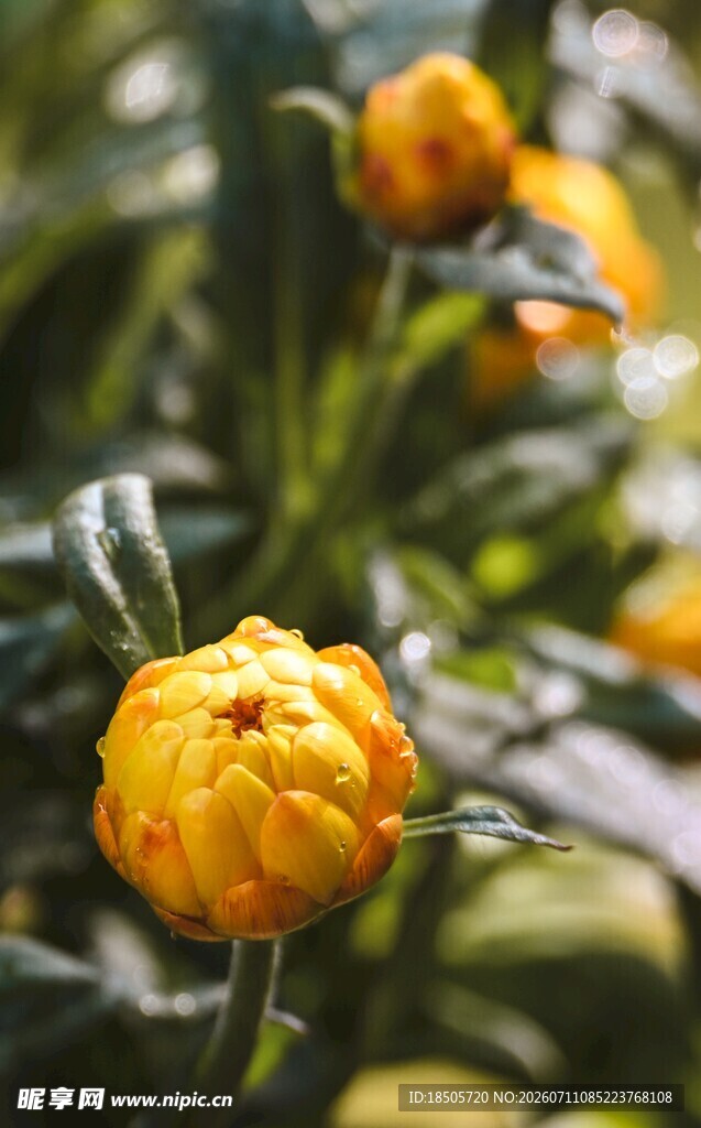 黄色毛茛花特写