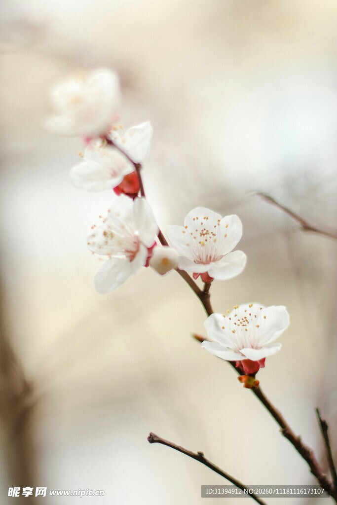 枝头绽放的素雅白梅花