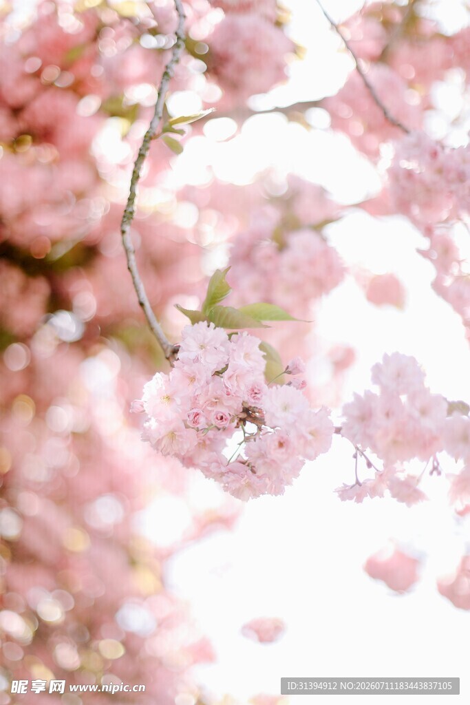 烂漫樱花绽放枝头