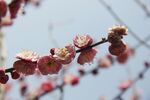 枝头绽放的粉嫩梅花