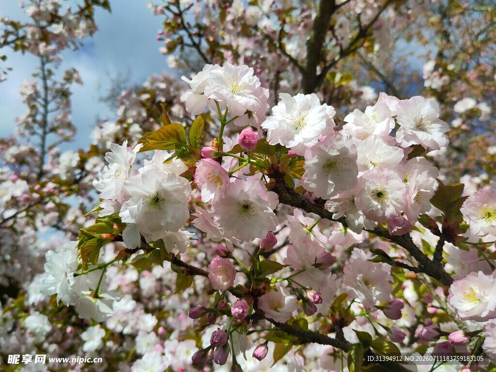 春日烂漫樱花绽放
