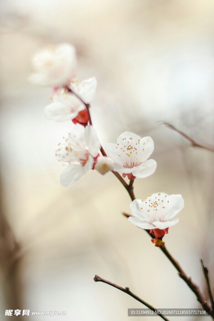 枝头绽放的素雅白梅花