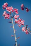 蓝天映衬下的娇艳桃花