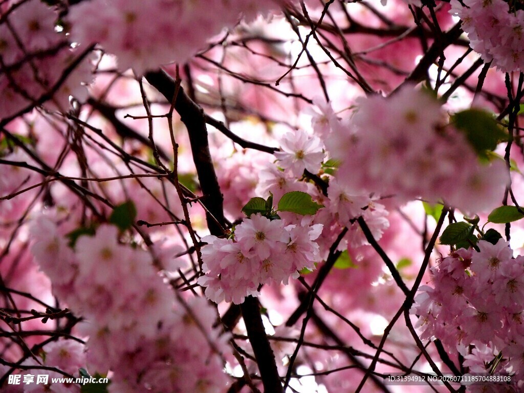 烂漫粉色樱花枝头绽放