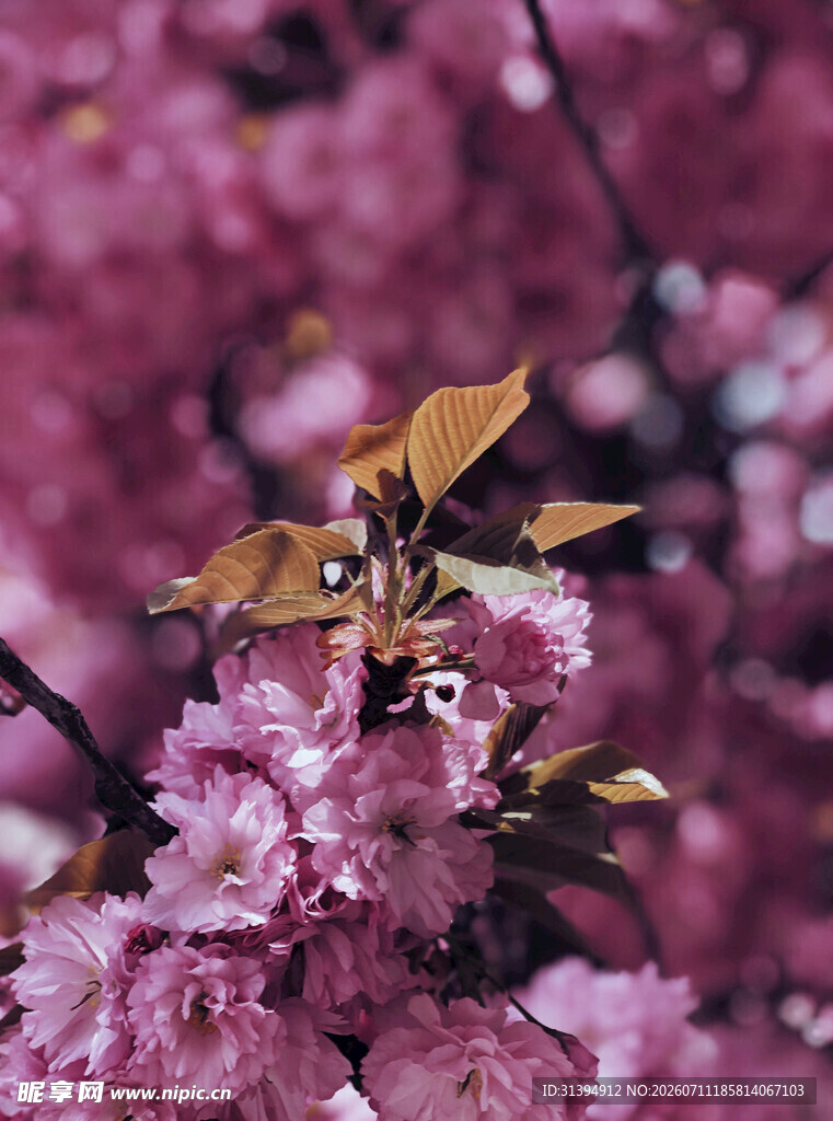 烂漫粉色樱花绽放枝头