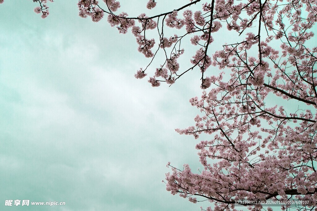 蓝天映衬下的烂漫樱花