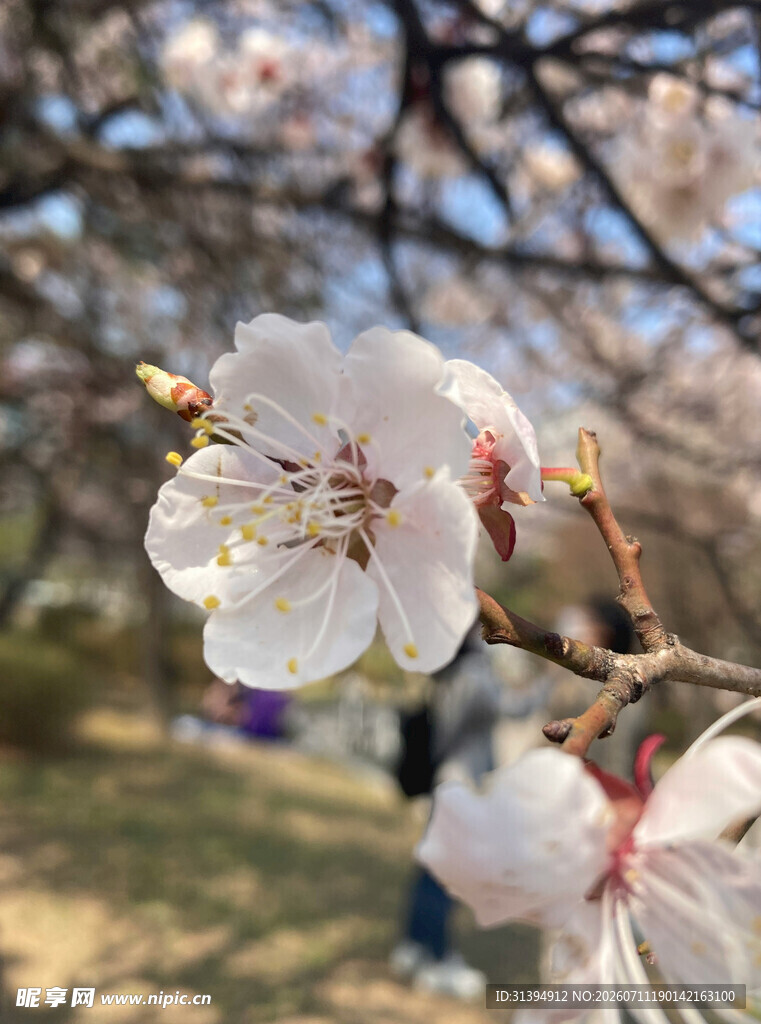 春日绽放的娇艳杏花