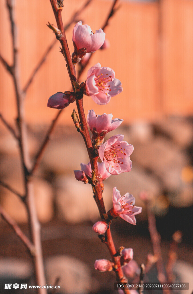 枝头绽放的粉嫩梅花