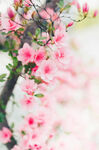 春日烂漫桃花枝头绽放