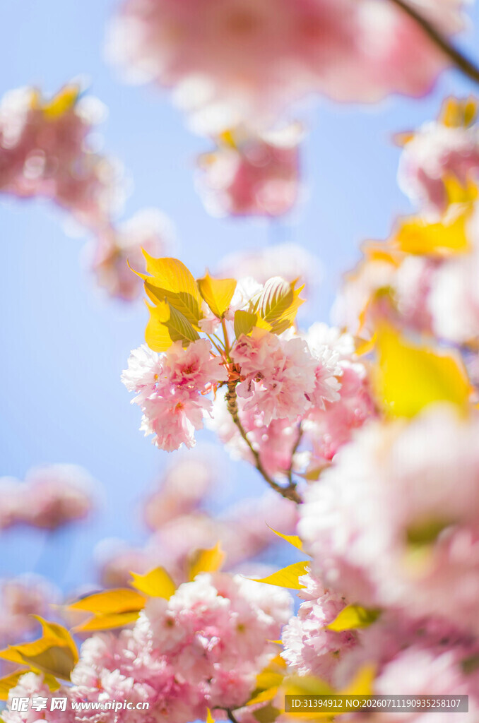 春日烂漫樱花枝头绽放