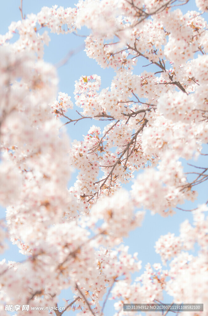 春日烂漫樱花枝头绽放