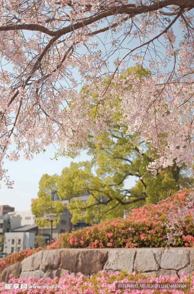 春日烂漫樱花景观