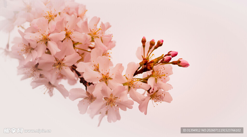 粉嫩樱花枝特写