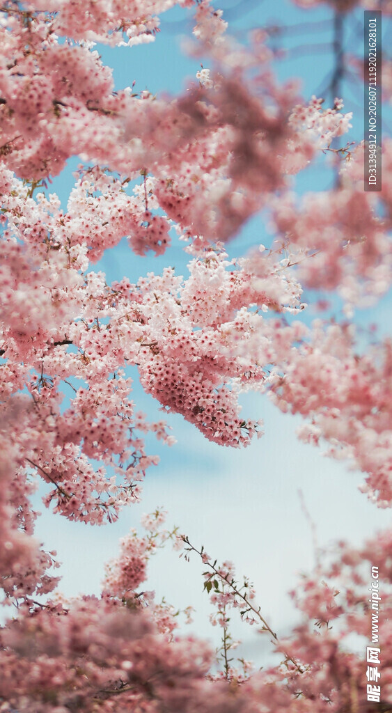 春日烂漫樱花枝头绽放