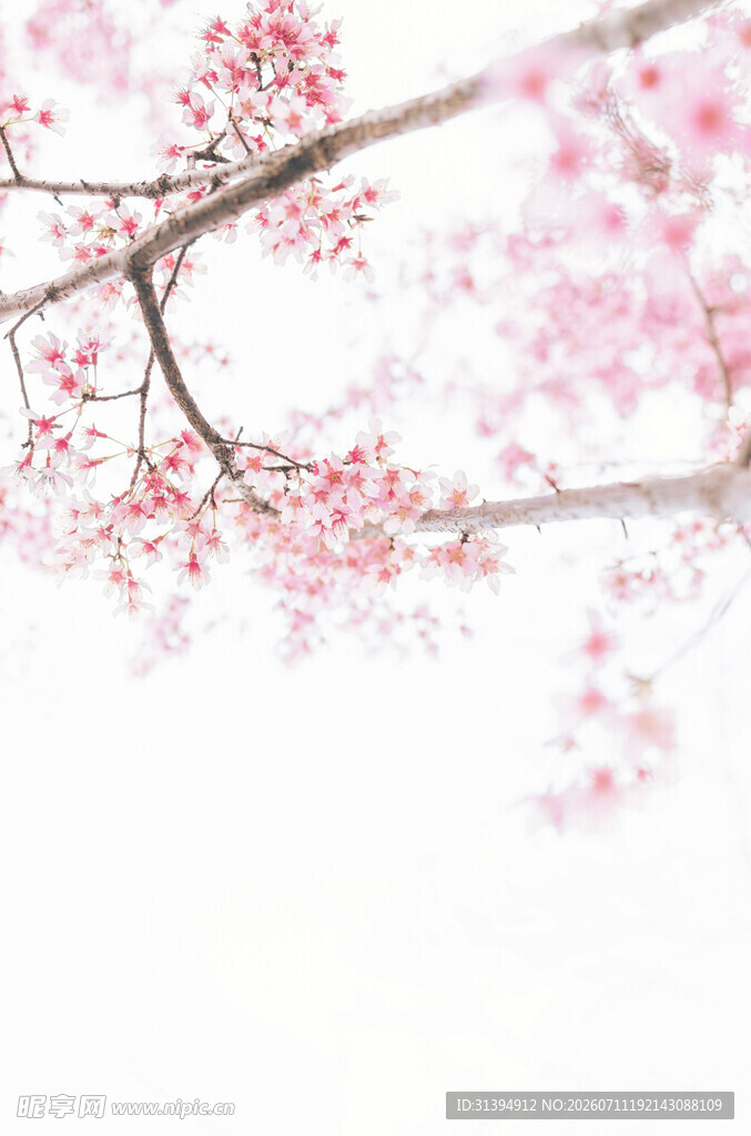 枝头绽放的粉嫩樱花