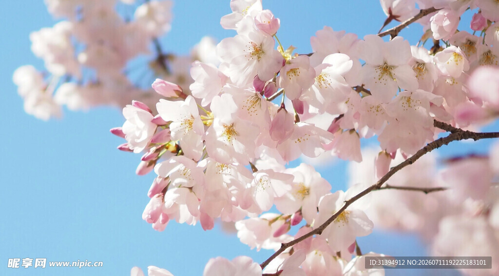 春日烂漫樱花枝头绽放