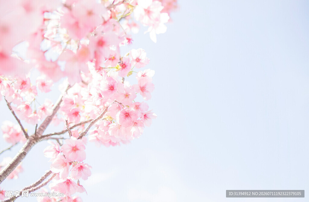 春日烂漫樱花枝头绽放