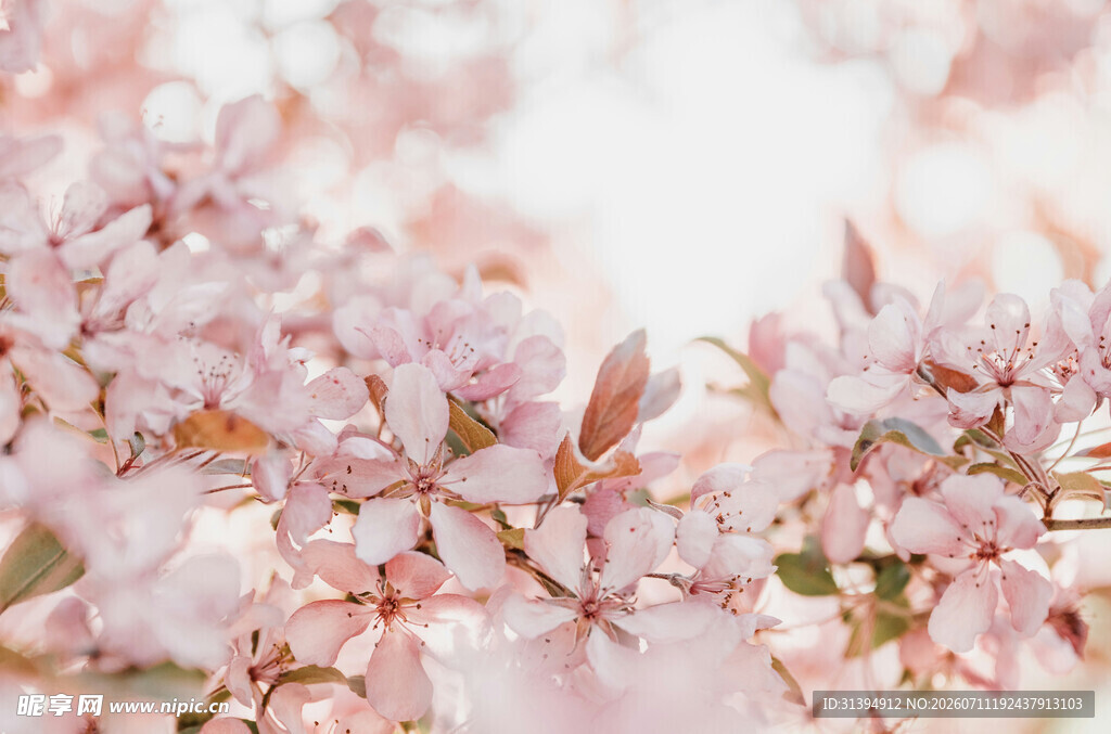 粉嫩樱花绽放枝头