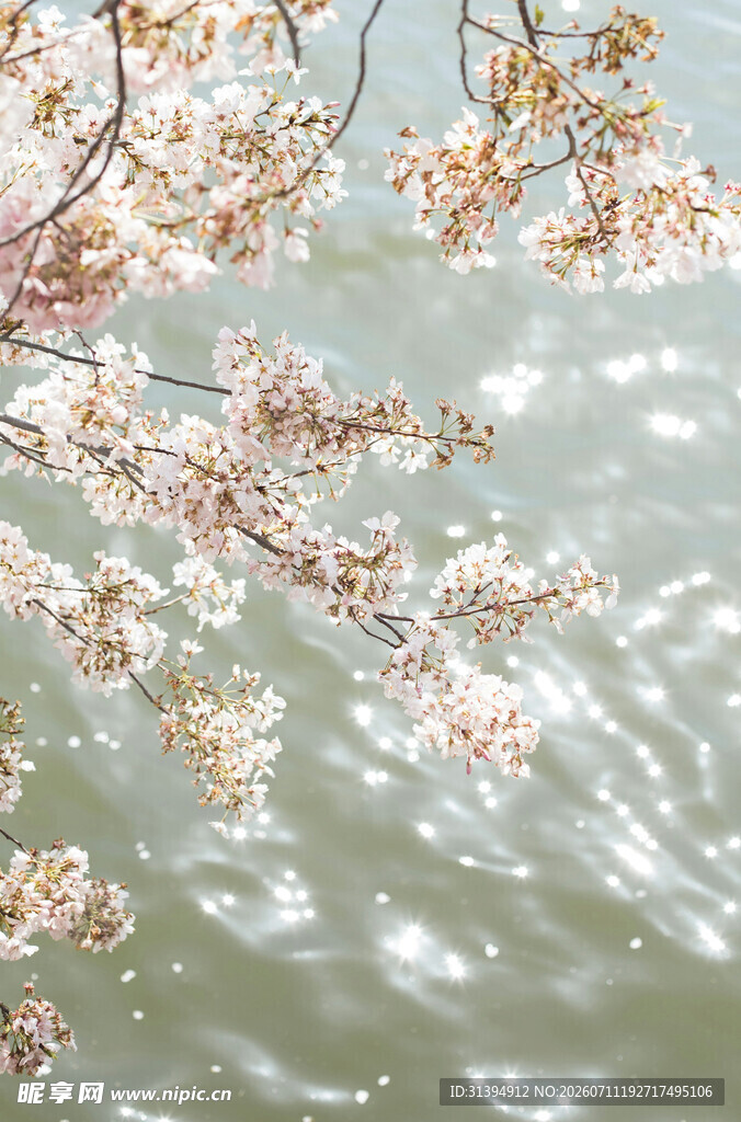湖畔樱花绽放美景