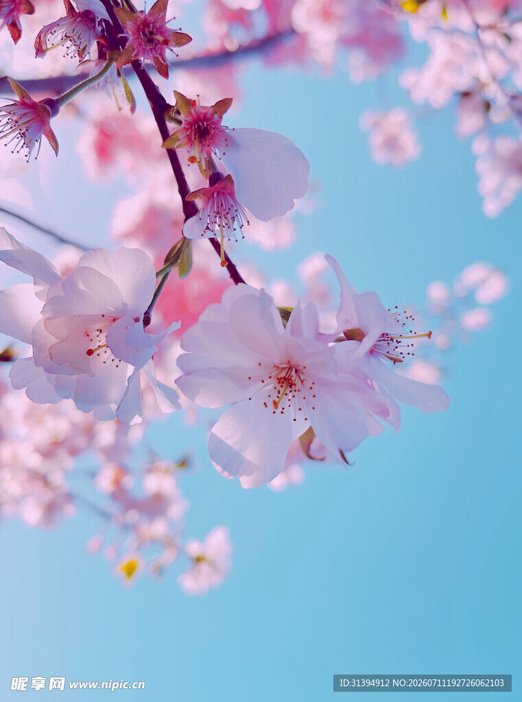 春日绽放的粉嫩樱花枝