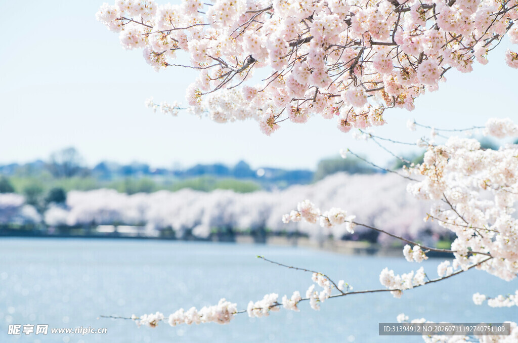 湖畔樱花绽放美景
