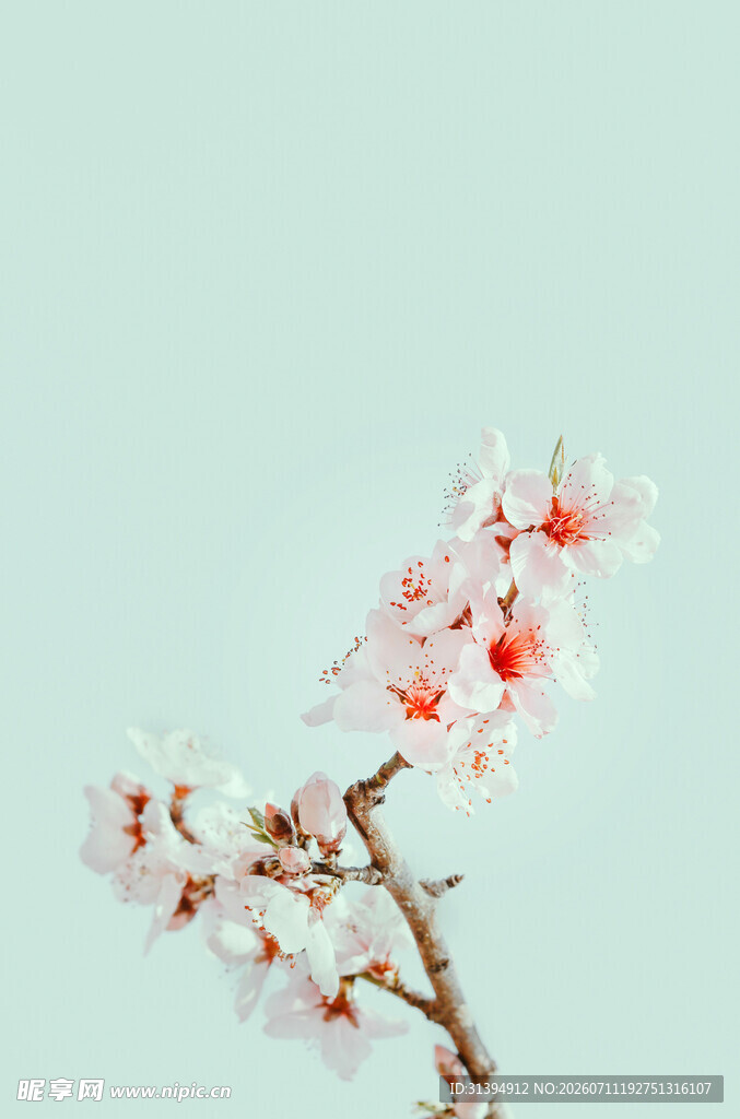 一枝粉嫩绽放的美丽杏花
