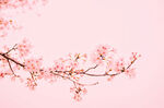 粉色桃花枝