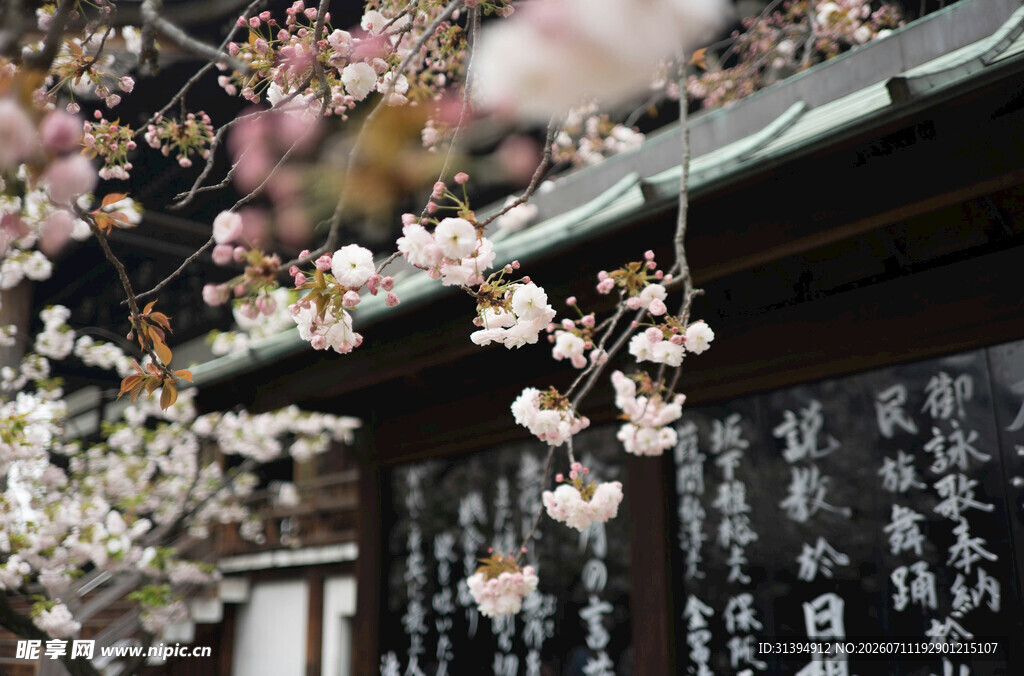 日式建筑旁绽放的樱花