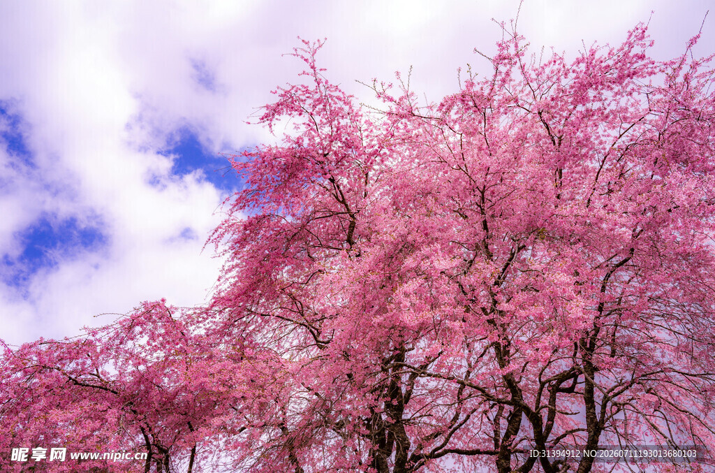 烂漫樱花树蓝天作背景