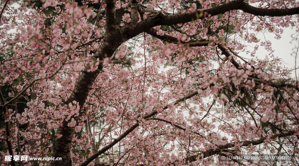 烂漫樱花树