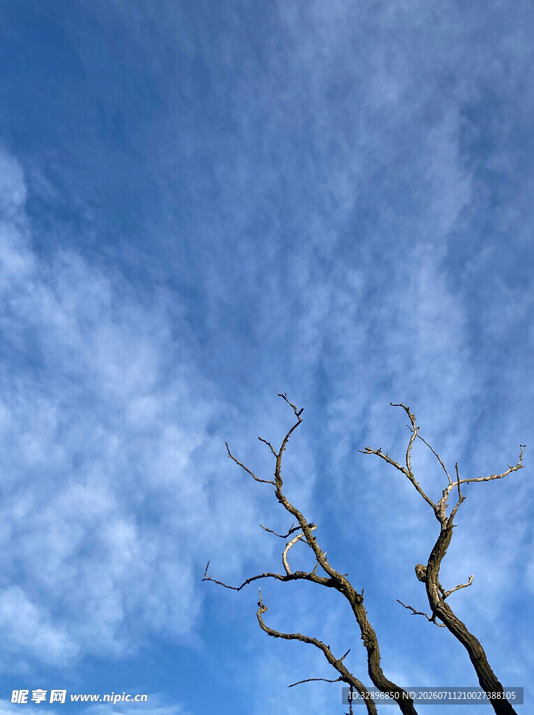 蓝天枯枝景象