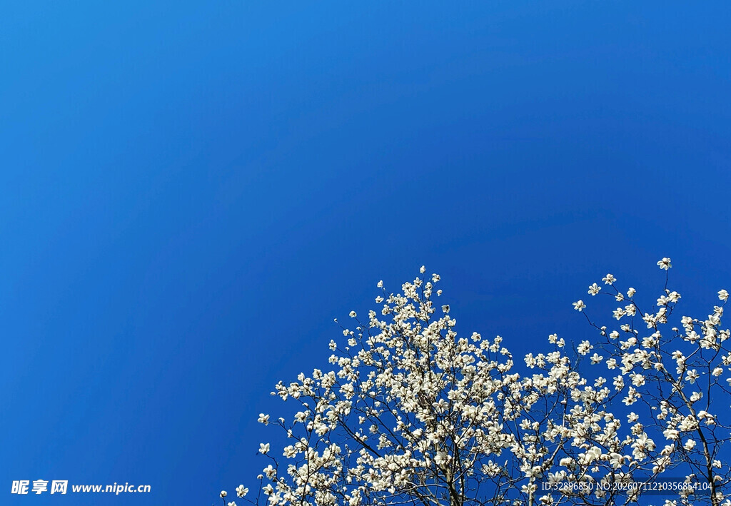 蓝天映衬下的繁花梨树